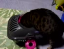 キャリーに入る猫