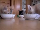 【猫】缶詰捕食【ねこ】