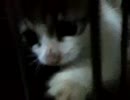 ハロとねこ