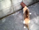 猫缶