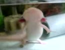 立ちウーパー★餌ねだり★