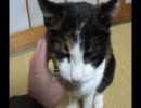 我が家の婆猫様