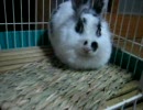 ウサギを撮ってみた　その2