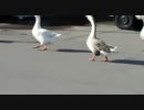 鳥3