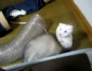 換気をした後のフェレット