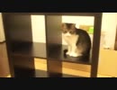 うちのぬこ 45 － お手伝いの日。