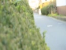 散歩道(中画質版)