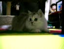 うちのぬこ６