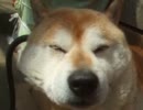 箱でくつろぐ柴犬