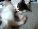 綿棒にじゃれるねこ