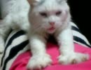 オッドアイねこがマッサージしてくれました(=^ω^=)