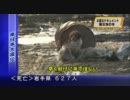 大津波で弱っている犬さえ助けないフジテレビの取材班・・・