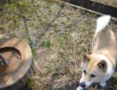 犬が水を飲みたそうだ▼・ェ・▼