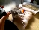 ようこそ我が家への巻(1)