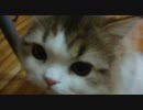 アンバー通信Vol.0023　みーつめるアンバー♪