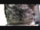 チビ【モフモフ Part2】