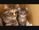 【リア獣】 シュガー 【猫万歳】