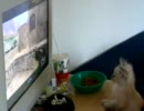 カウンターストライクから目が離せない子猫　