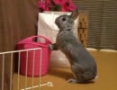 バケツで水を飲むうさぎ