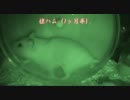 ハムスター親子のダッシュをスロー録画