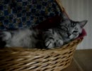 猫のねむねむ顔 のその後