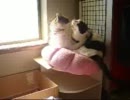 猫文。 白熱→興醒め