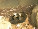上野動物園・ツキノワグマ
