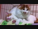 ぬこども -Test-