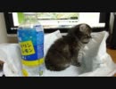 【リア獣】 シュガー2 【猫万歳】