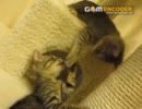 小鳥遊にゃんズ◆キャットタワー兄弟喧嘩編