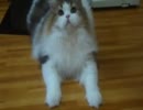 アンバー通信Vol.0030　けしからんと怒る猫