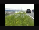 菜の花 ～ 淀川河川公園三島江地区