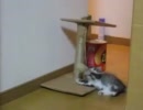 手作りおもちゃで遊ぶ子猫(･ω･)ﾆｬｰ