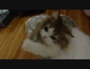 アンバー通信Vol.0031　ヤドカリになった猫