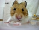 ハムスターとにらめっこ対決 Part3