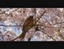 日本の素晴らしさを伝えようと頑張ってみた その3