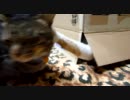 ミミックマオ