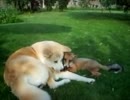 子狐成長記～with dog～