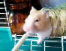 脱獄も運搬もしないハムスターをまったり見守る動画