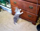 【伝説の】 とりあえず泣き声が可愛い子猫 【宮尾】