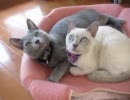 のほほん猫三匹