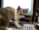 【伝説の】 パソコンとちょっと遊ぶ子猫 【宮尾】