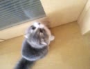 【猫】ちむ　ちゃんと鳴こうｗ