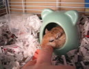 スナネズミの可愛いあくび