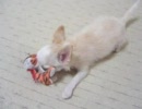 プープー鳴らして遊んでいるチワワ