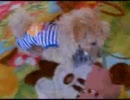 【マルプー】ここのお戯れ【mix犬】