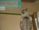 ヌッコヌコにして・・・やんよ・・・・ﾟ・(ﾉД`)