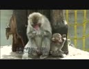 ウリざる　福知山市動物園 子ざるとウリ坊の友情物語（２）