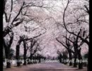 ｛春は桜の季節｝ By_blow_bye_bye_blow