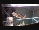 【テスト動画】我が家のレッドテールキャット
